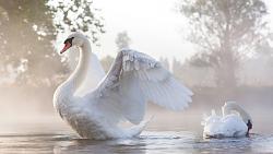 Нажмите на изображение для увеличения.&nbsp;

Название:	226876-animals-swans-birds-sunlight-water.jpg&nbsp;
Просмотров:	2&nbsp;
Размер:	33.7 Кб&nbsp;
ID:	18431