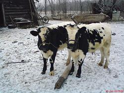 Нажмите на изображение для увеличения.&nbsp;

Название:	DSC02635.jpg&nbsp;
Просмотров:	29&nbsp;
Размер:	90.8 Кб&nbsp;
ID:	3242