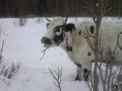 Нажмите на изображение для увеличения.&nbsp;

Название:	DSC06991.jpg&nbsp;
Просмотров:	18&nbsp;
Размер:	47.8 Кб&nbsp;
ID:	3360