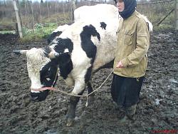 Нажмите на изображение для увеличения.&nbsp;

Название:	DSC02058.jpg&nbsp;
Просмотров:	14&nbsp;
Размер:	82.7 Кб&nbsp;
ID:	3929